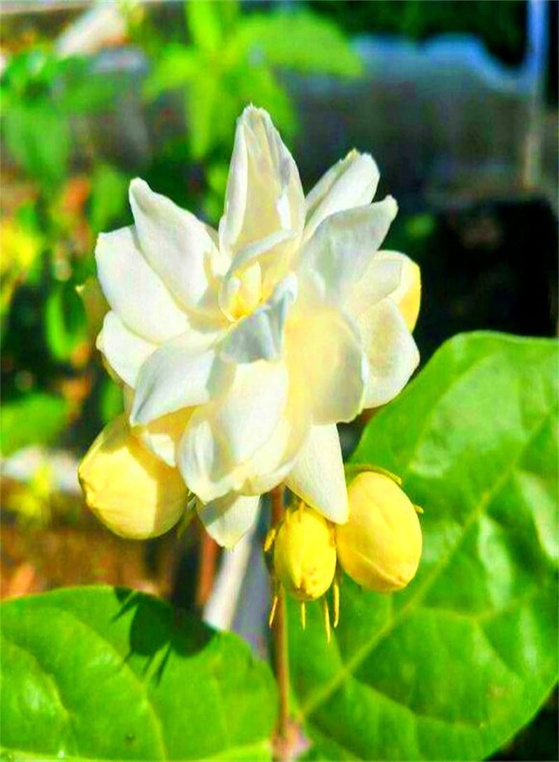 جي جوت بذور الياسمين العطرية، نباتات خارجية متينة وجريئة، قابلة للزراعة على مدار العام، متوفرة الآن في المملكة المتحدة، بذور نباتات معمرة - 100 قطعة - Image 1