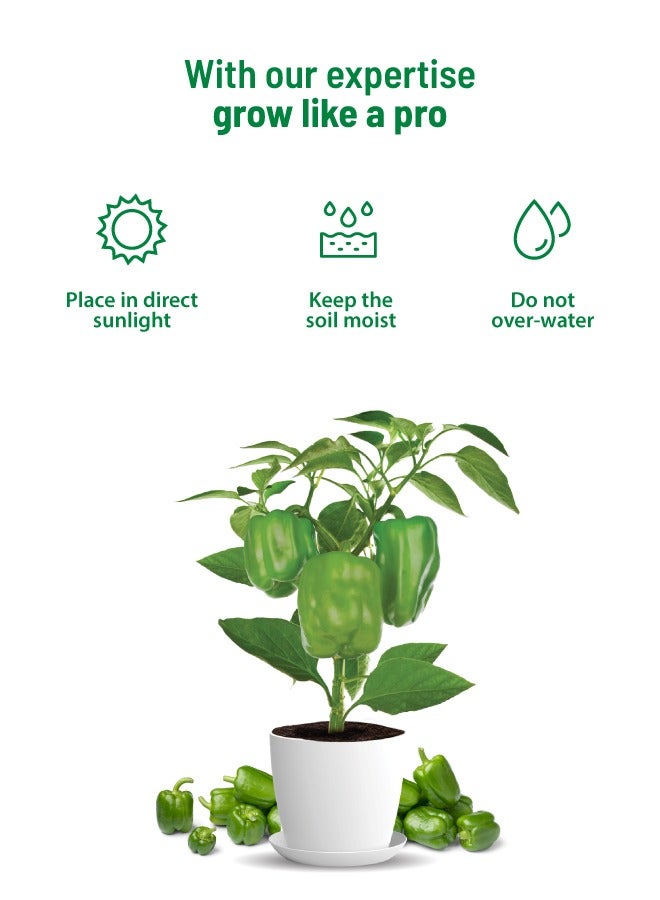 POT & BLOOM Pot and Bloom Gardening Kit - Dahila Kit. Perfect for Home Garden, Includes - Seeds, Garden Pot, Potting Mix, Nutrition & Protection Spray. Gardening Tools Kit Set, Return Gift for Birthdays  - Image 5