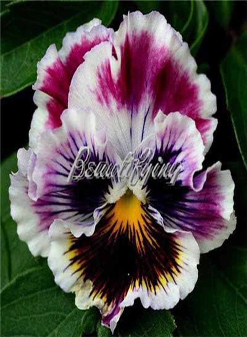 جي جوت بذور زهرة البانسيز الجديدة، 100 قطعة، للزراعة، ألوان متنوعة، 8 - Image 1