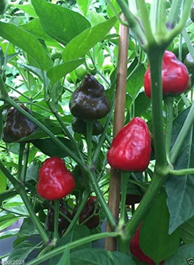 جي جوت البذور، تشاو تيان جياو، (C.annuum) مقاطعة سيتشوان، الصين - Image 1