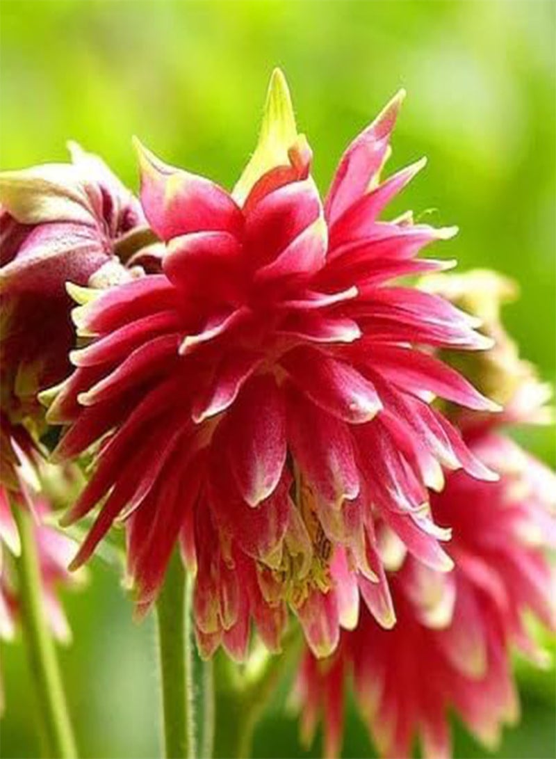 GGOOT Columbine Pink Nora Barlow 30 seeds + Plant tag +  - Aquilegia Vulgaris