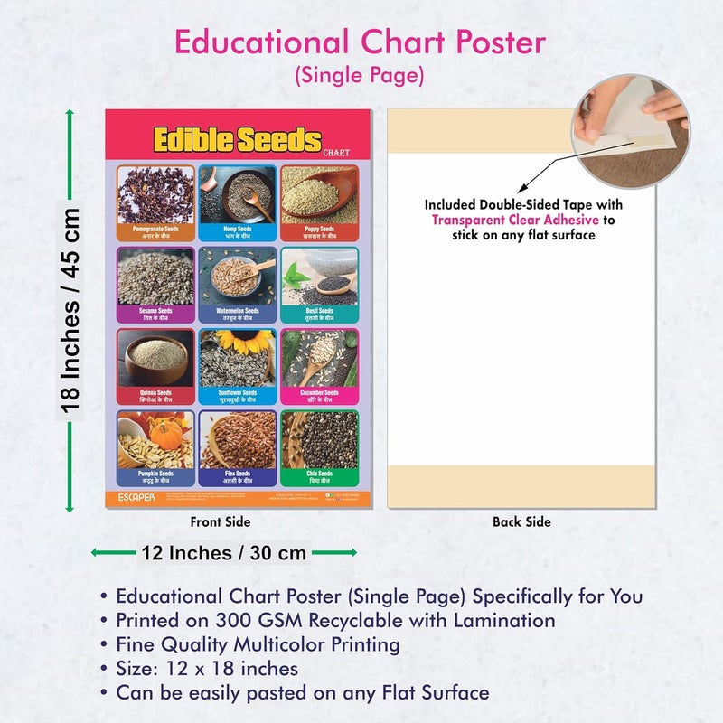 ESCAPER لوحات تعليمية للبذور القابلة للأكل (11.5 × 17.5 بوصة)، ورق 300 جرام، مغلفة، ذات لاصق ذاتي، مواد دراسية للأطفال، مثالية للتعليم المنزلي، طلاب الحضانة - Image 3