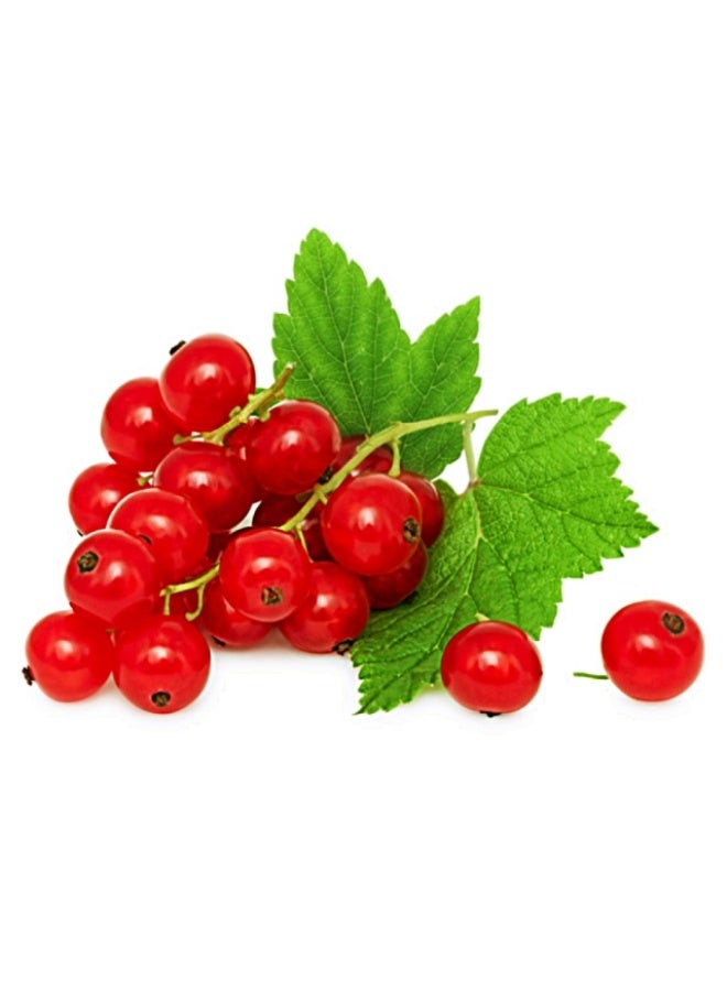 Red Currants, 125g, Netherlands