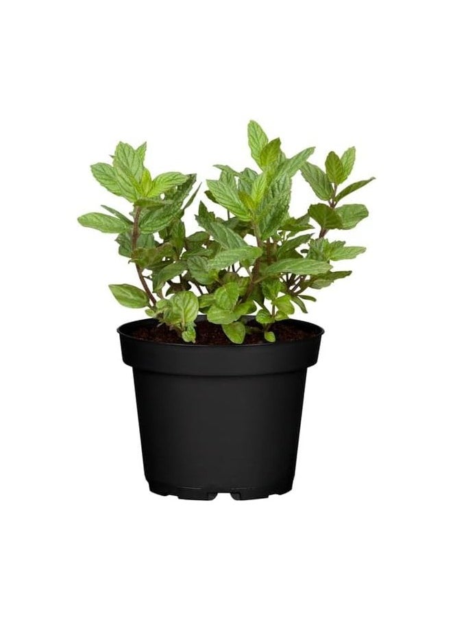 Arabic mint 2 size (4pots =14) - pzsku/Z0ABA3C09833759CDA410Z/45/_/1732106255/84147df3-5ff2-4057-9e1b-30abf6a01cbe