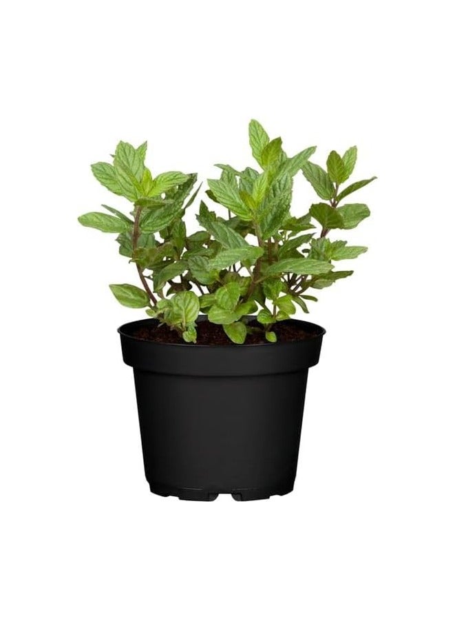 نعناع عربي  مقاس 2 (4 حلل = 14) - Image 1