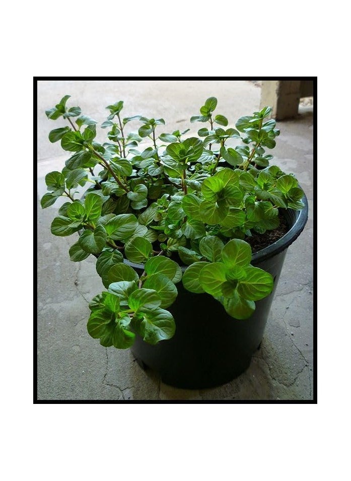 Arabic mint 2 size (4pots =14) - pzsku/Z0ABA3C09833759CDA410Z/45/_/1732106336/8094659f-7a10-4e96-95df-3916f8e5d153