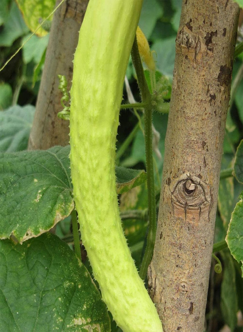 GGOOT 200 Vegetables Seeds Healthy Green Cucumbers for Garden Planting Annual Vine Vegetables Easy to Take Care of Beginner's Choice - Image 2