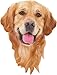 Madd CAPP I Am Golden 550 Piece Puzzle Dog Shaped Animal Jigsaw 24 x 32 Assembled Size Poster Reference Educational Fun Fact Booklet - Image 2