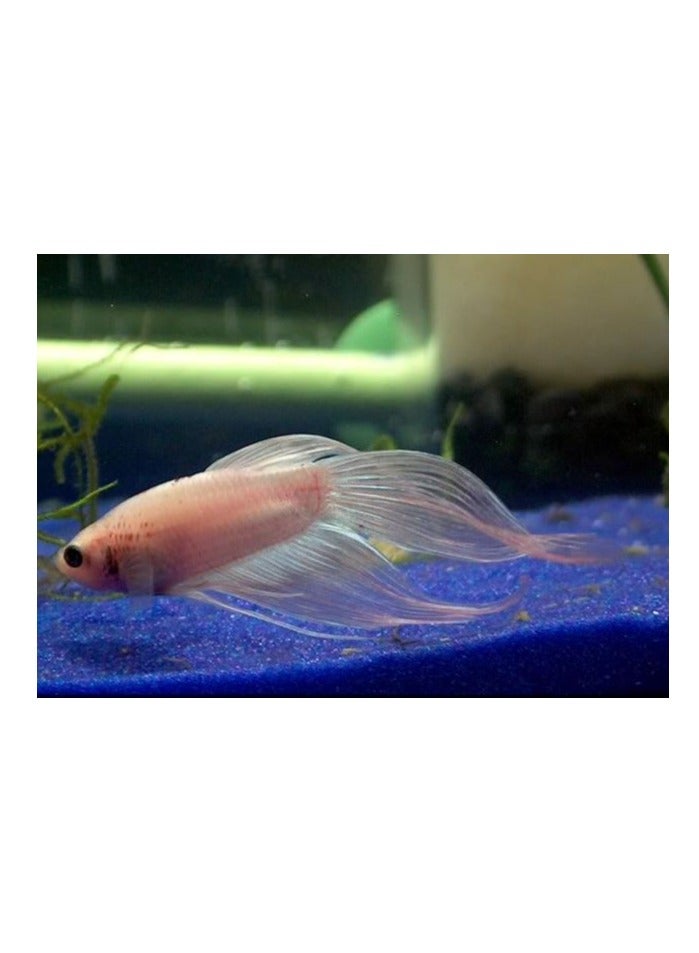 ڤسيل24 رمل حوض السمك الأزرق النابض بالحياة 20-40 ميكرومتر: رمل عالي الجودة ذو حبيبات دقيقة لتجميل أحواض السمك، وتعزيز صفاء المياه، وإنشاء بيئات طبيعية للأسماك والحياة البحرية - Image 3