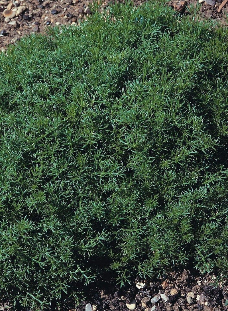 GGOOT Approx 100 Seeds of Herb Chamomile Lawn Chamaemelum Nobile