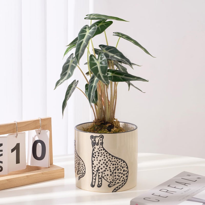 STHIE 5 Inch Ceramic Planters for Indoor Plants, Funny Small Plant Pots with Drainage, Unique Decorative Cute Flower Pot Panthers Round Flowerpots - Image 2