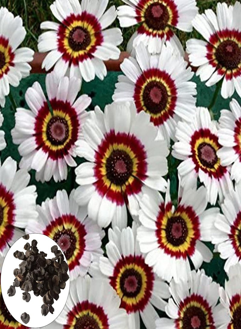 GGOOT seeds 10Pcs/Bag Vibrant Painted Flower seeds Survive Easily Charming Garden Gifts Grass seeds Outdoors Multicolor - Image 1