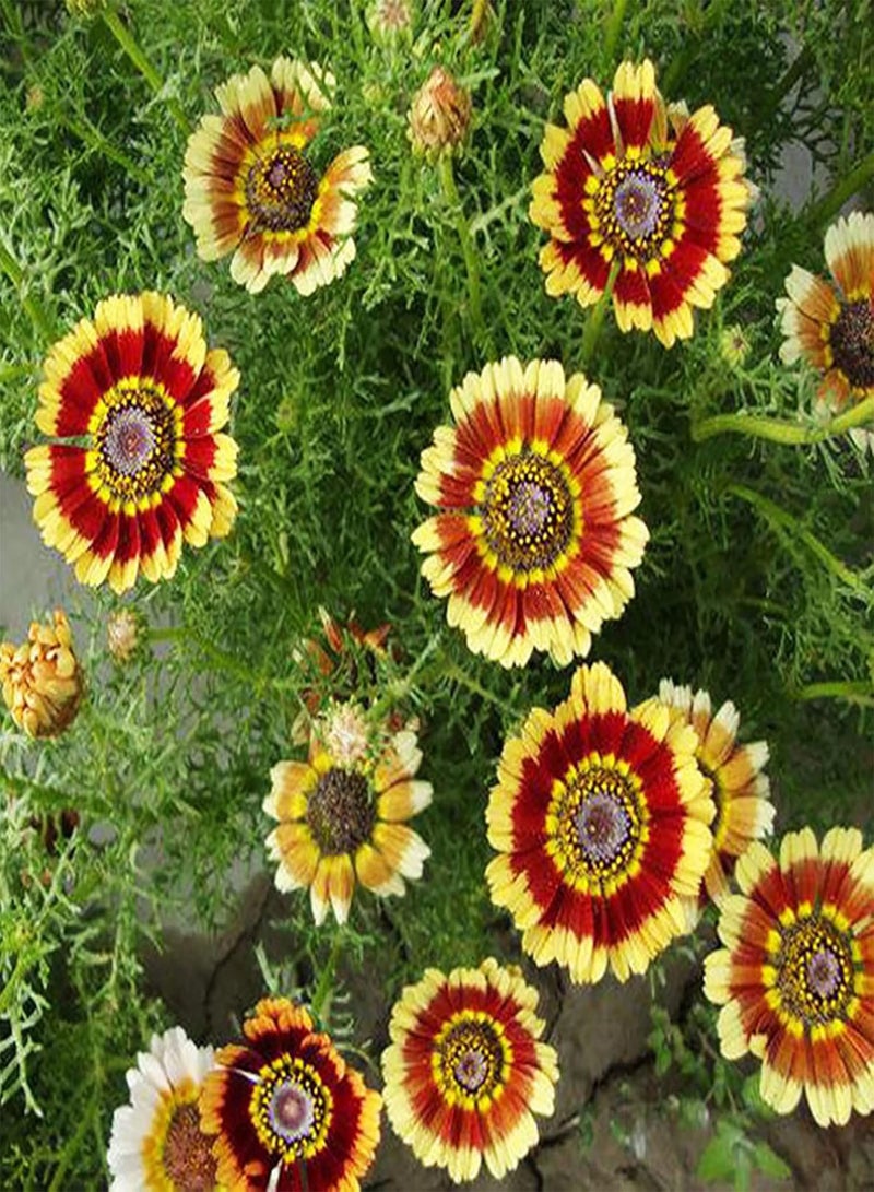 GGOOT seeds 10Pcs/Bag Vibrant Painted Flower seeds Survive Easily Charming Garden Gifts Grass seeds Outdoors Multicolor - Image 2