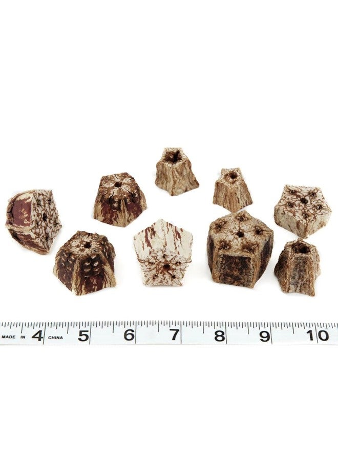 JOYNAGAR 30 Piece Mahogany Pods Slice | Wooden Parrot Toys for Beak Health and Avian Enrichment - Image 3