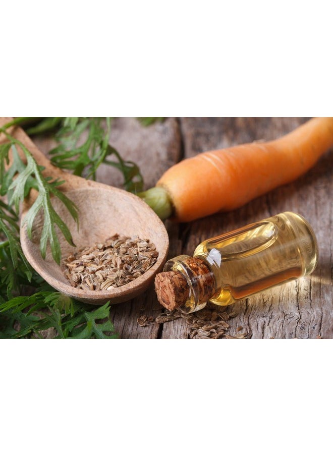 Organic pure oil - Pure Carrot Seed Oil100% Natural Cold Pressed Carrier Oil Therapeutic Grade Extra Virgin 4 Oz. Skin Body And Hair Care By Organic Pure Oil - Image 1