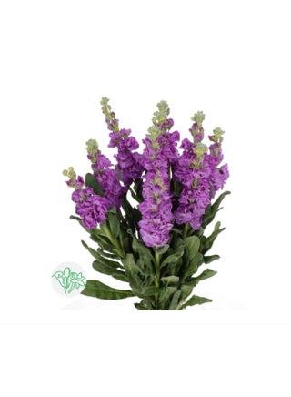 300 قطعة من بذور زهرة البنفسج المختلطة للزراعة في الحديقة - view 3