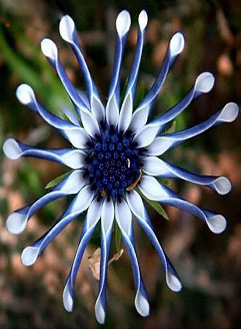 GGOOT 50Pcs Rare Osteospermum Seeds Plants Flower Garden Plant Mixed Flowering Colours Plant Seeds for Home Garden Yard Decoration Seed - Image 2