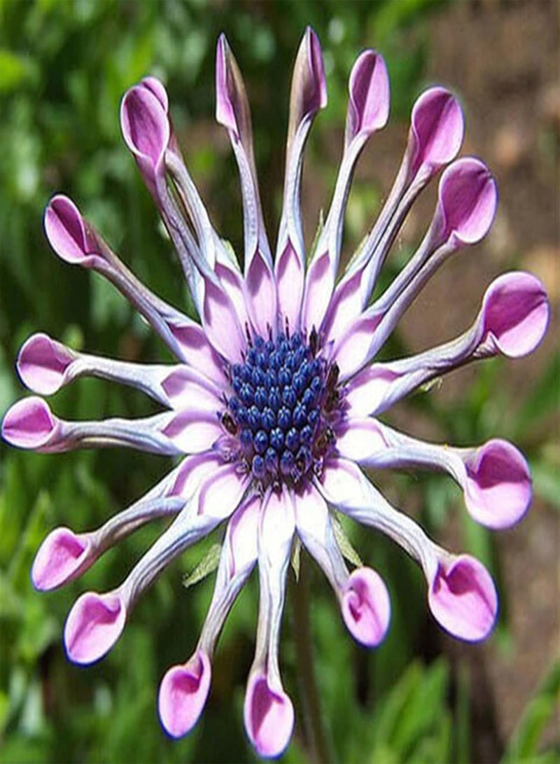 GGOOT 50Pcs Rare Osteospermum Seeds Plants Flower Garden Plant Mixed Flowering Colours Plant Seeds for Home Garden Yard Decoration Seed - Image 3