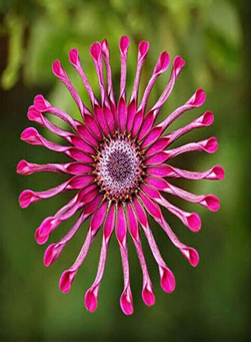 GGOOT 50Pcs Rare Osteospermum Seeds Plants Flower Garden Plant Mixed Flowering Colours Plant Seeds for Home Garden Yard Decoration Seed - Image 5