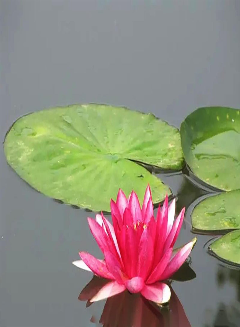 GGOOT 20pcs Rose Lotus Graines Étang En Pot Beau Jardin Paysage Hardy Vivace Maison Jardin Décor Facile Plantation À Croissance Rapide  - Image 2