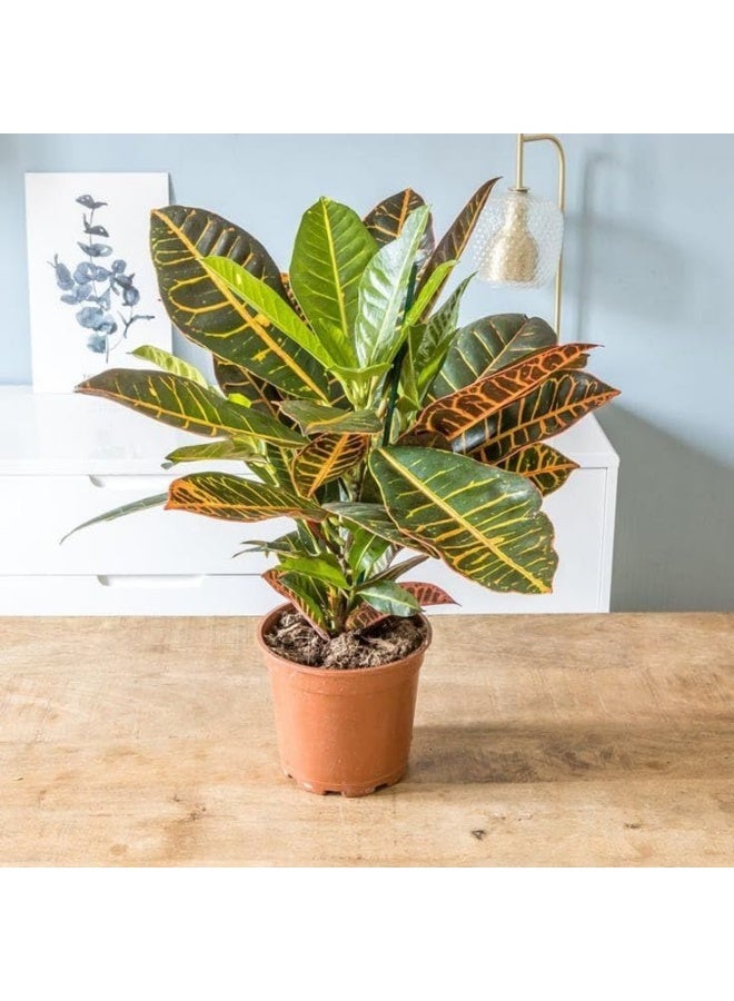 Croton Indoor Plant, Multicolor Colorful Leaves, Brown Pot, Tropical Ornamental Plant - Image 1