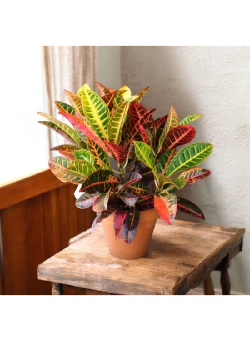 Croton Indoor Plant, Multicolor Colorful Leaves, Brown Pot, Tropical Ornamental Plant - Image 2