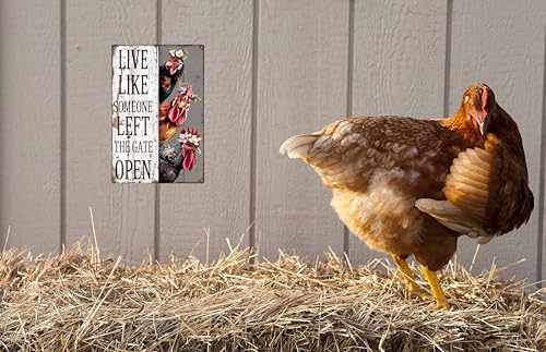 WSUPBPR Chiken Gifts Vintage Chicken Decor Sign Live Like Someone Left The Gate Open Tin Sign for Home Chicken Coop Farm Fence Kitchen Bathroom Bedroom Wall Decor 8x12 in - Image 5