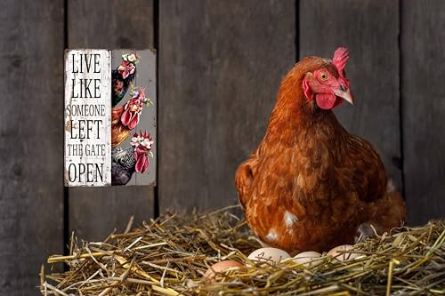 WSUPBPR Chiken Gifts Vintage Chicken Decor Sign Live Like Someone Left The Gate Open Tin Sign for Home Chicken Coop Farm Fence Kitchen Bathroom Bedroom Wall Decor 8x12 in - Image 4