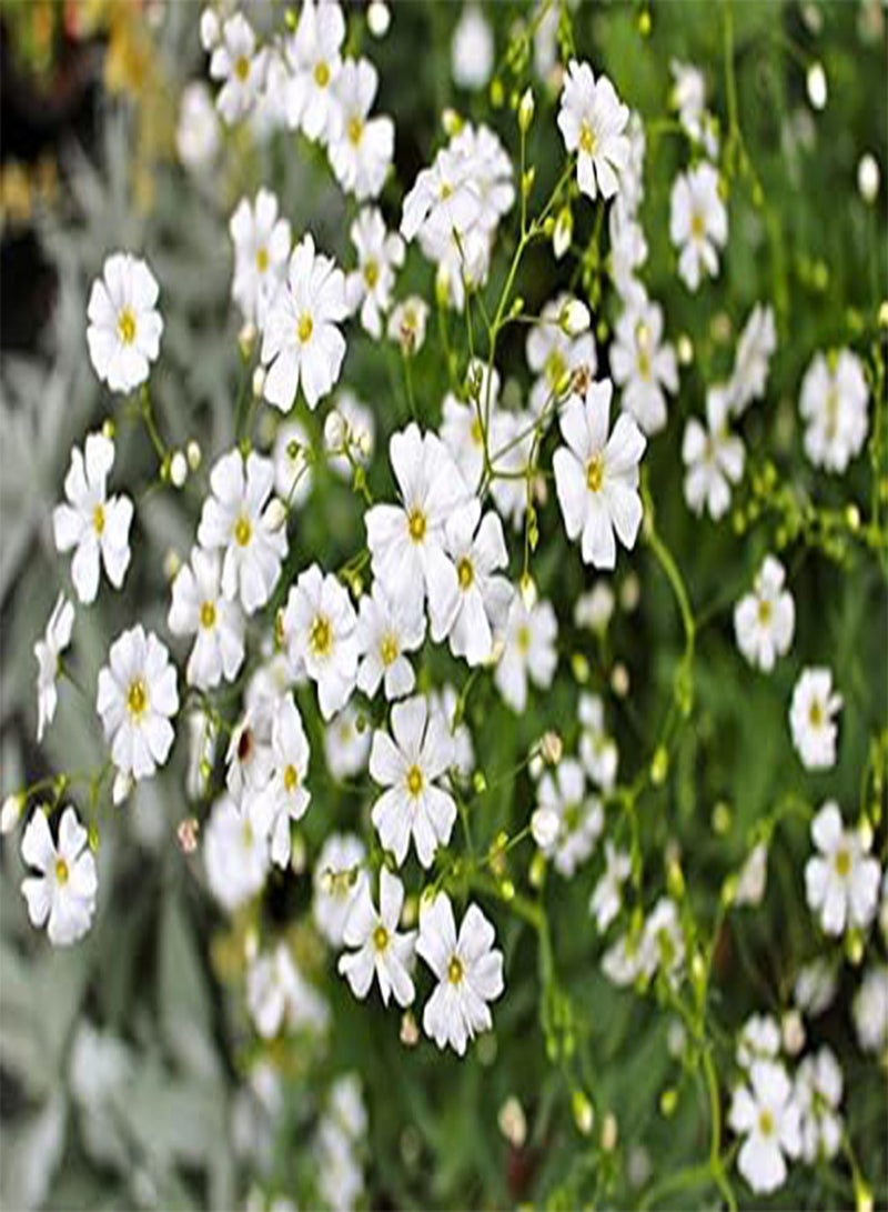 جي جوت - بيبيز بريث وايت - 150 بذرة - جيبسوفيلا إليجانس - باقة زفاف - زهرة للبذور في الحديقة والفناء ومفيدة للهدايا (150 بذرة): بذور فقط - Image 4