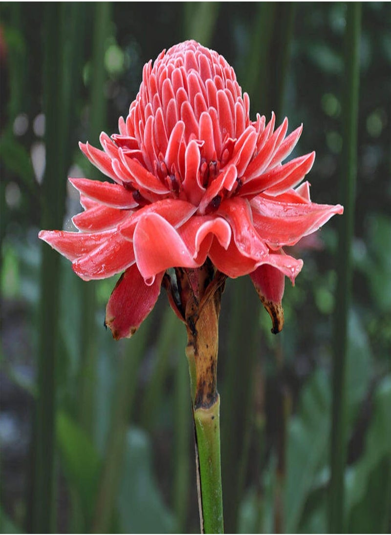 GGOOT 150Pcs/Bag Ginger Flower Seeds Sweet Easy Grow Red Torch Ginger Etlingera Elatior Seeds for Garden Ginger Flower Seeds  - Image 4