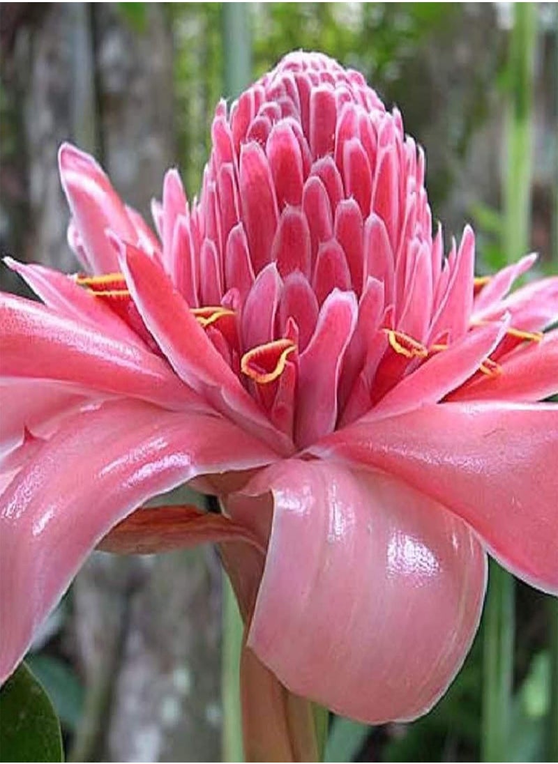GGOOT 150Pcs/Bag Ginger Flower Seeds Sweet Easy Grow Red Torch Ginger Etlingera Elatior Seeds for Garden Ginger Flower Seeds  - Image 5