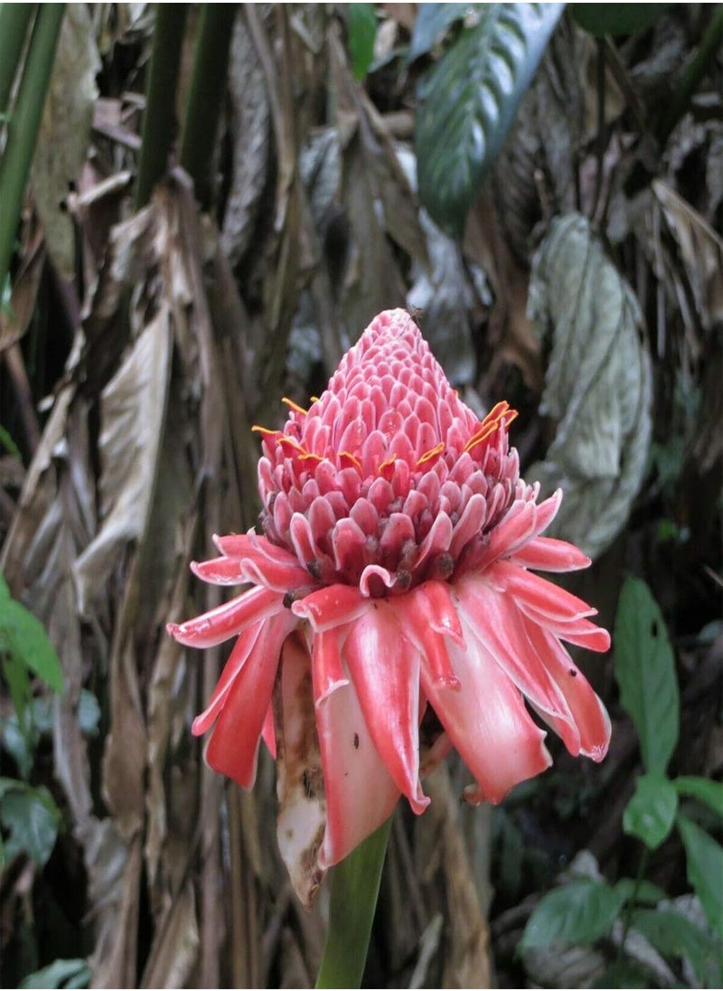 GGOOT 150Pcs/Bag Ginger Flower Seeds Sweet Easy Grow Red Torch Ginger Etlingera Elatior Seeds for Garden Ginger Flower Seeds  - Image 3