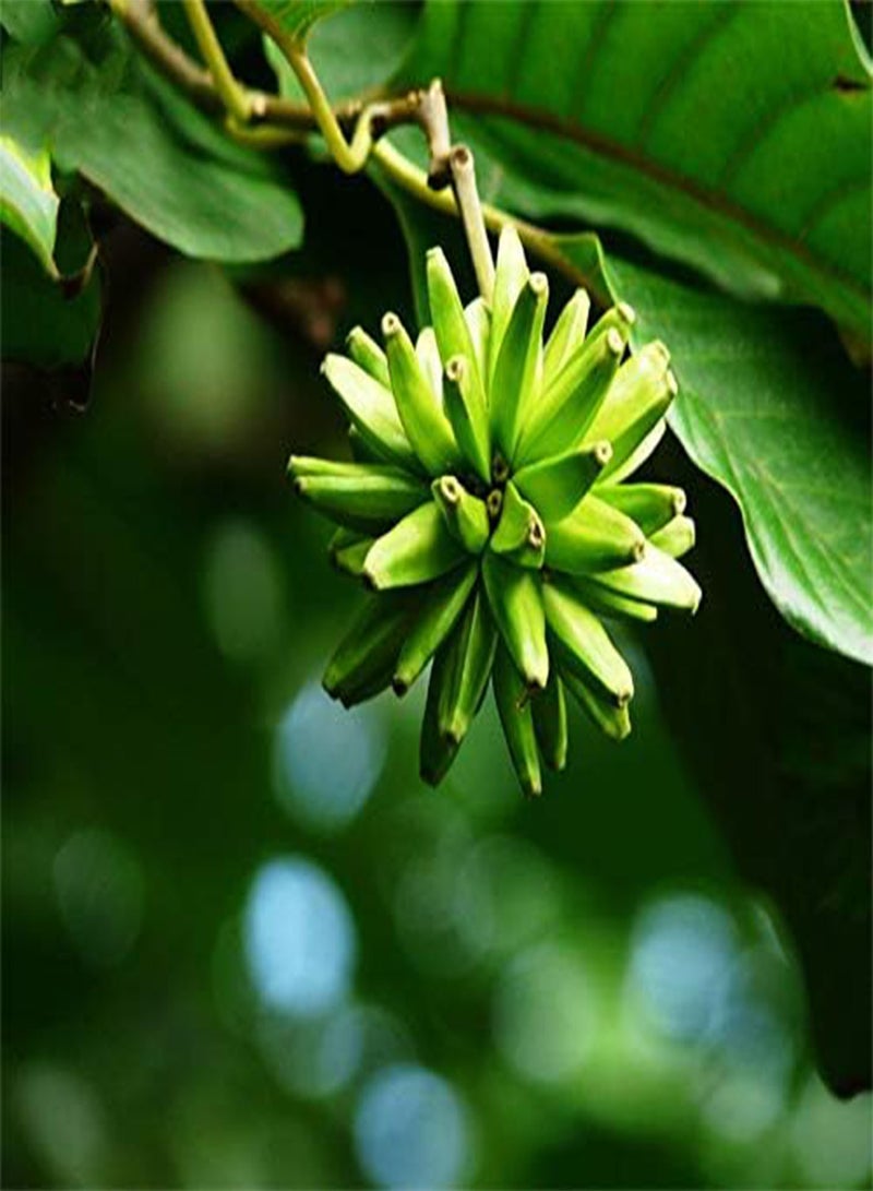 جي جوت بذور شجرة كامبتوثيكا من إيجرو، 50 قطعة/عبوة، شجرة كامبتوثيكا، نباتات منزلية، حديقة، شجرة - Image 4