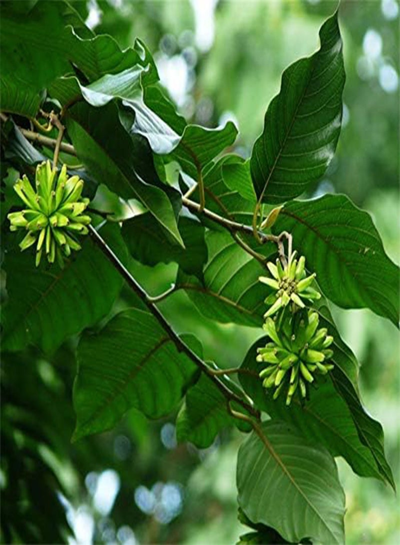 جي جوت بذور شجرة كامبتوثيكا من إيجرو، 50 قطعة/عبوة، شجرة كامبتوثيكا، نباتات منزلية، حديقة، شجرة - Image 2