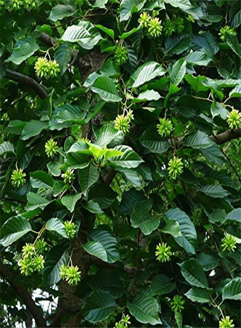 جي جوت بذور شجرة كامبتوثيكا من إيجرو، 50 قطعة/عبوة، شجرة كامبتوثيكا، نباتات منزلية، حديقة، شجرة - Image 3