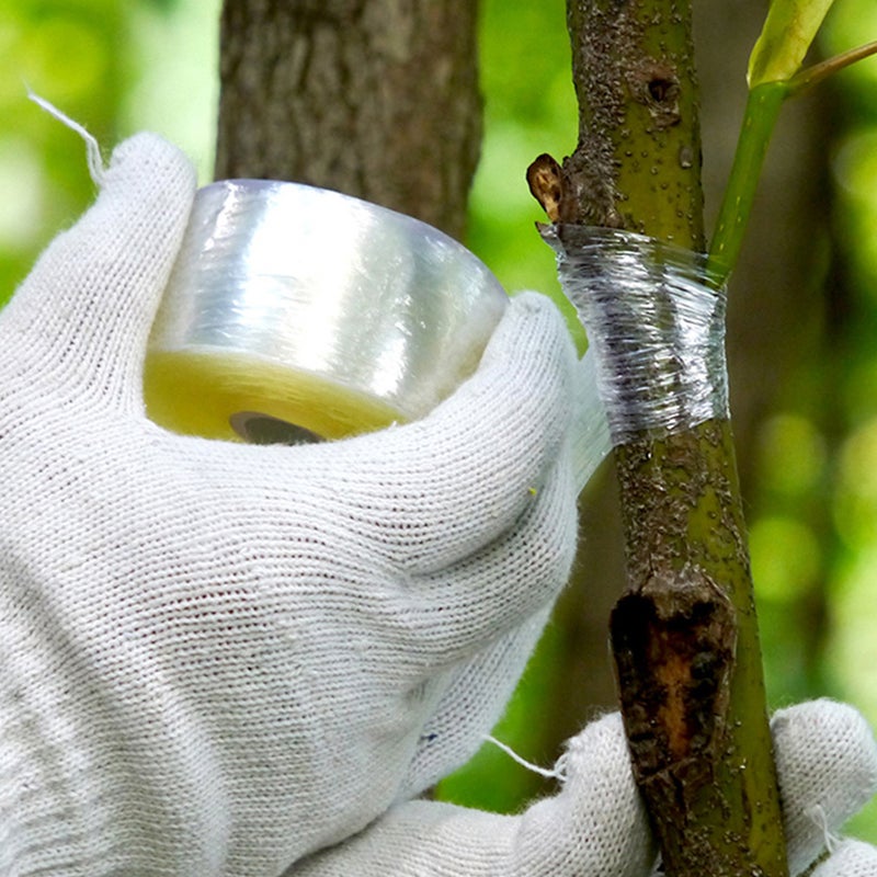 2pcs PE Grafting Tape Stretchable Self-adhesive Clear Floristry Film for Pecans Walnuts Citrus Avocado Fruits Tree - Image 2