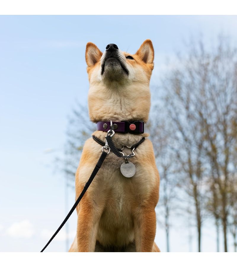 Durable Dog Claw Safety Clip Double Ended Backup Collar Handmade Seat Belt For Harness Vest With Double Buckle Connector Training Suitable For Walking Running And Hiking Blue XS - Image 5