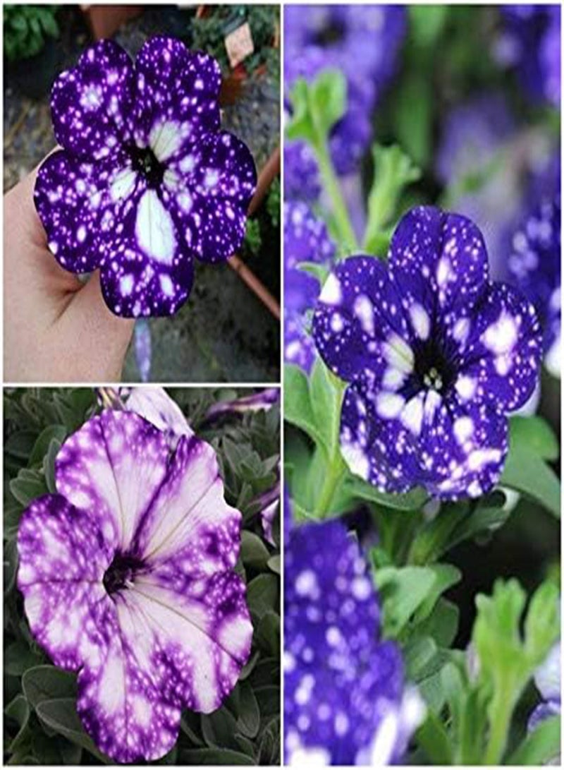 GGOOT New 100pcs Starry Petunia Flower Seeds for Gardening Multi-Colour - Image 3