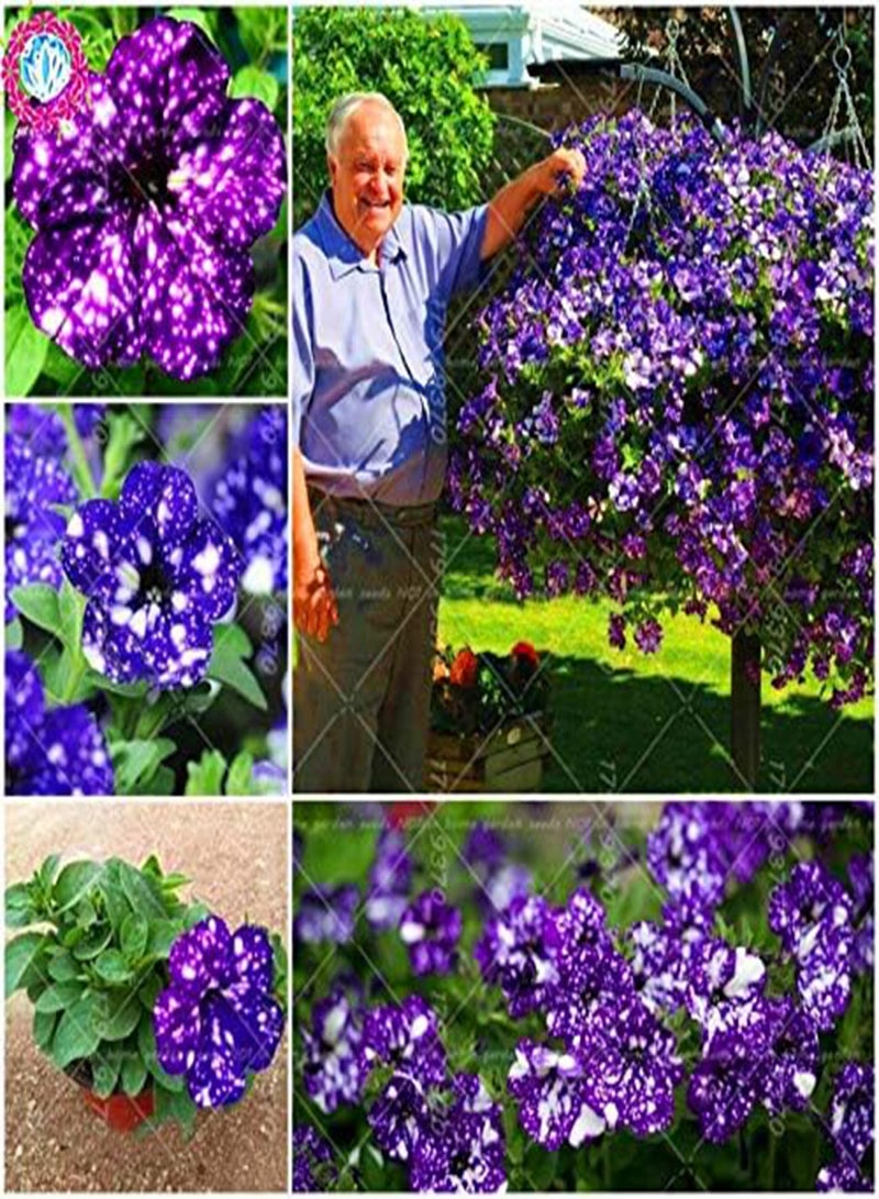 GGOOT New 100pcs Starry Petunia Flower Seeds for Gardening Multi-Colour - Image 1