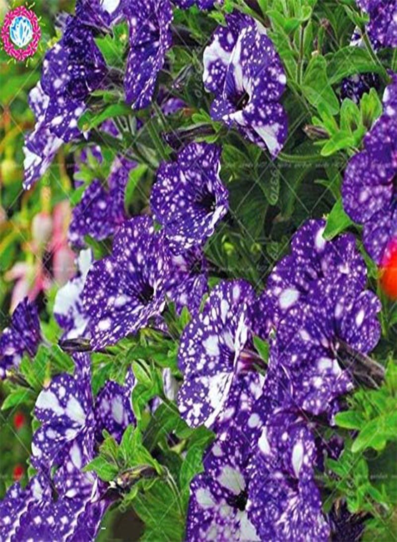 GGOOT New 100pcs Starry Petunia Flower Seeds for Gardening Multi-Colour - Image 4