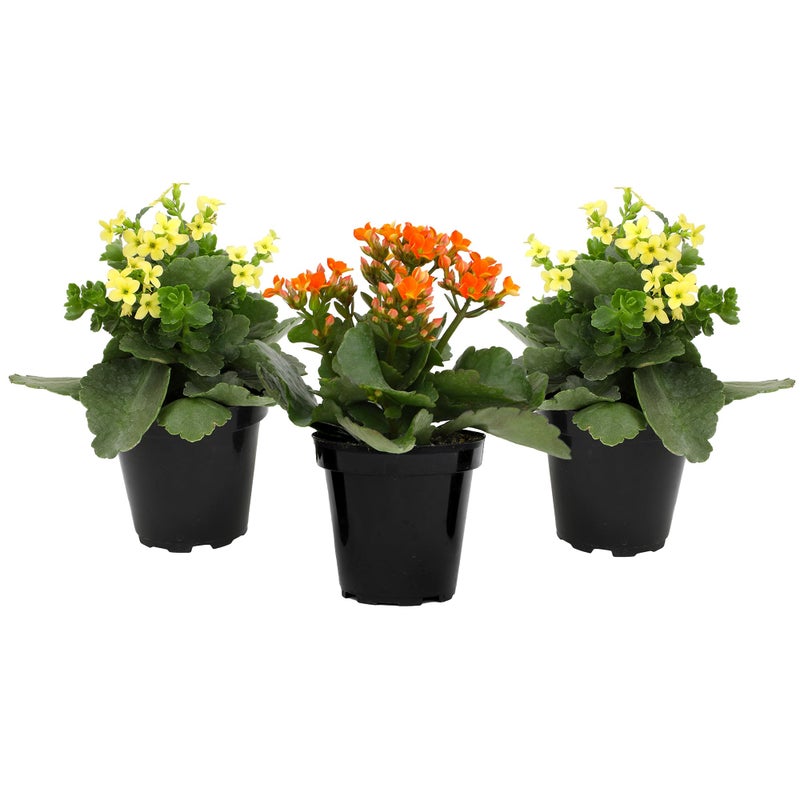 Plants for Pets Florist Kalanchoe Live Succulent Plants (3 Pack), Flowering Flaming Katy Succulents, Easy Plant Care, Approx. 7 in. Tall, Drought-Tolerant Indoor Houseplants in 3.5 in Pots - Image 4