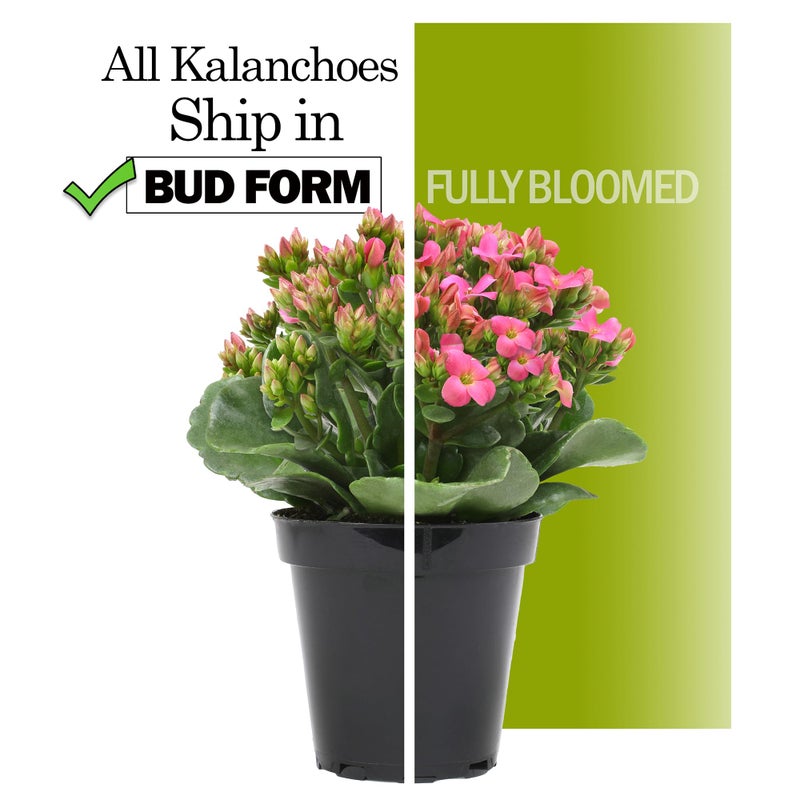 Plants for Pets Florist Kalanchoe Live Succulent Plants (3 Pack), Flowering Flaming Katy Succulents, Easy Plant Care, Approx. 7 in. Tall, Drought-Tolerant Indoor Houseplants in 3.5 in Pots - Image 2