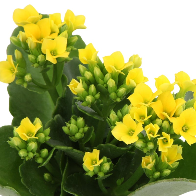 Plants for Pets Florist Kalanchoe Live Succulent Plants (3 Pack), Flowering Flaming Katy Succulents, Easy Plant Care, Approx. 7 in. Tall, Drought-Tolerant Indoor Houseplants in 3.5 in Pots - Image 5