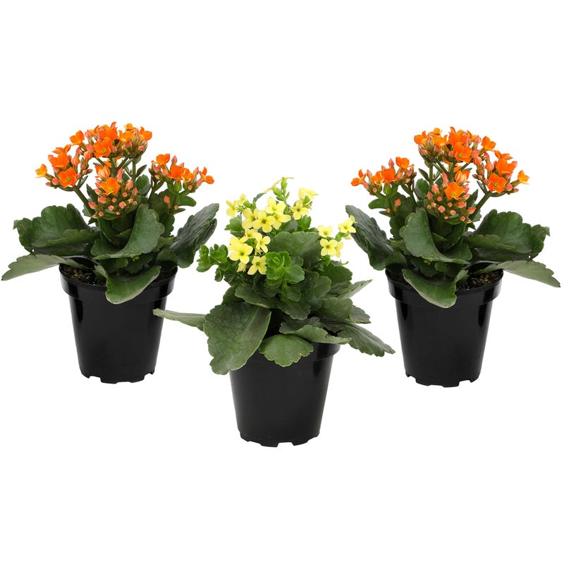 Plants for Pets Florist Kalanchoe Live Succulent Plants (3 Pack), Flowering Flaming Katy Succulents, Easy Plant Care, Approx. 7 in. Tall, Drought-Tolerant Indoor Houseplants in 3.5 in Pots - Image 1