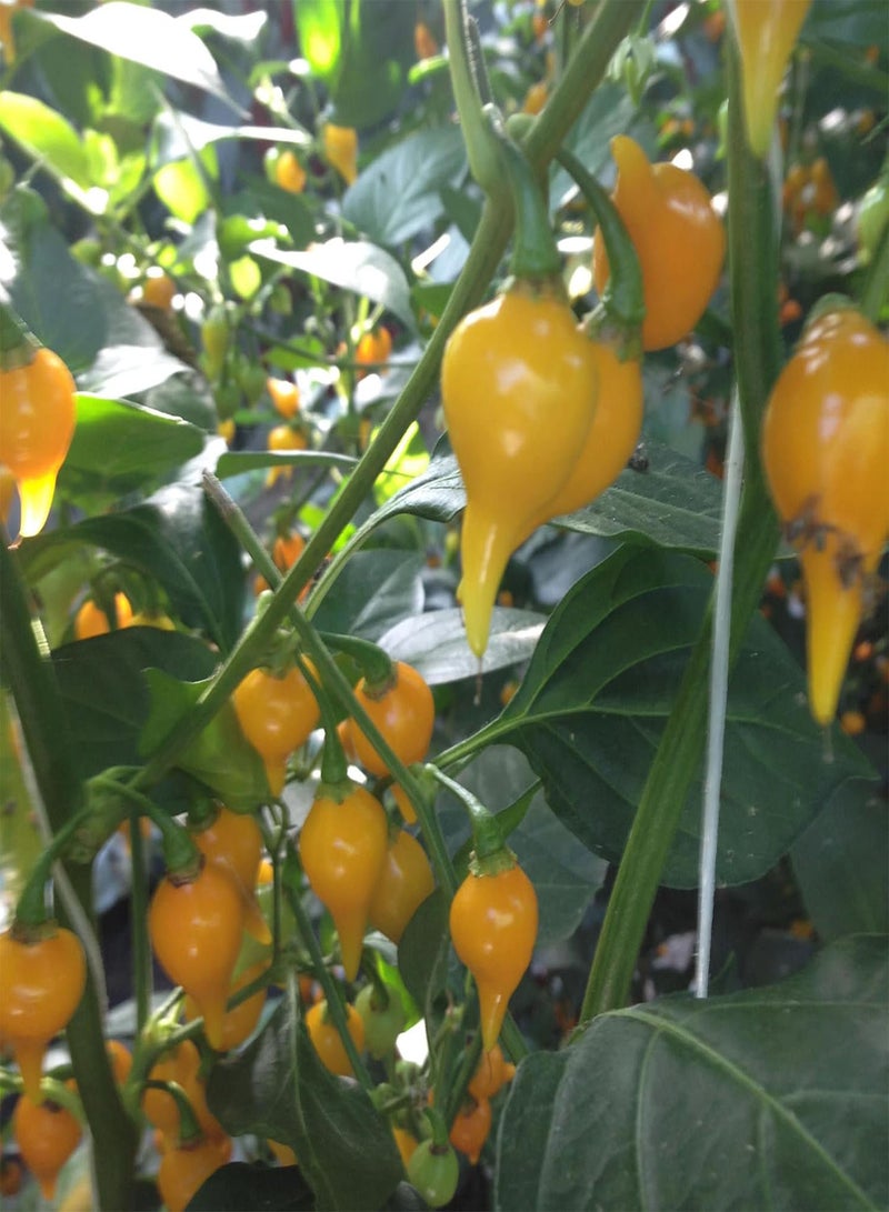 GGOOT Biquinho Yellow (Pearl Peppers) (50) Fruit/Vegetable Seeds - Image 1