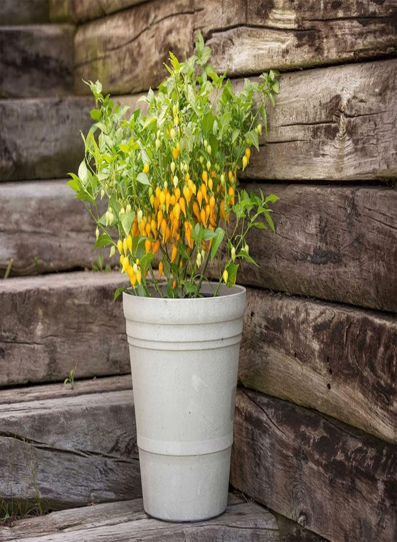 GGOOT Biquinho Yellow (Pearl Peppers) (50) Fruit/Vegetable Seeds - Image 2