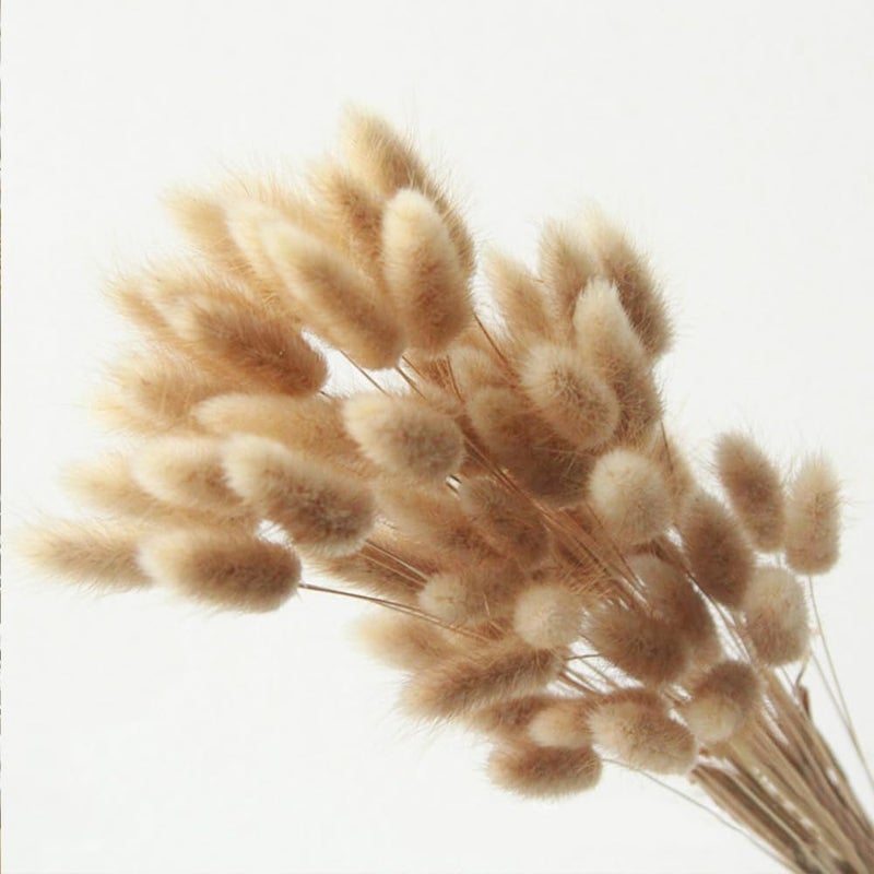 Eeaivnm 60PCS Rabbit Tail Grass Dried Flowers Dried Natural Floral Arrangement Bunch Decoration Dried Grass,Eternal Flower Dried Grass for Home,Wedding,Party,Flower Bouquet,Photo Props Decor (Natural Color) - Image 1