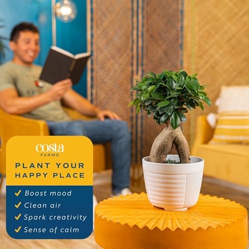 Costa Farms Mini Bonsai Live Indoor Tree, Grower's Choice, 1-Year Old, Potted in Indoor Planter Plant Pot, Tabletop Office and Home Décor, 10-Inches Tall - Image 5