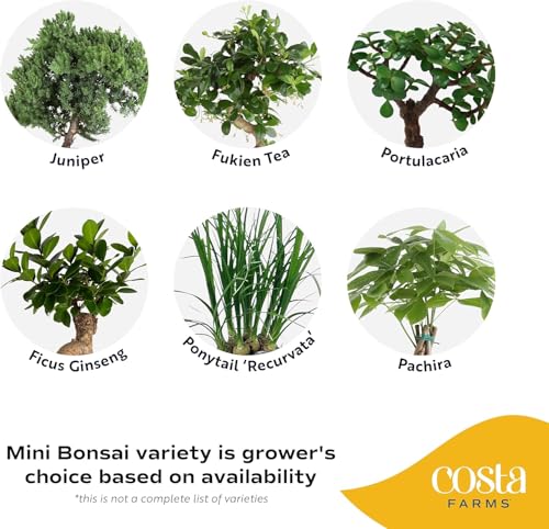 Costa Farms Mini Bonsai Live Indoor Tree, Grower's Choice, 1-Year Old, Potted in Indoor Planter Plant Pot, Tabletop Office and Home Décor, 10-Inches Tall - Image 3