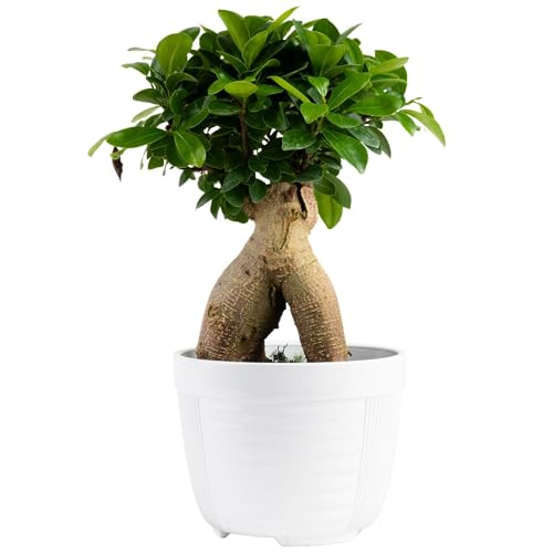 Costa Farms Mini Bonsai Live Indoor Tree, Grower's Choice, 1-Year Old, Potted in Indoor Planter Plant Pot, Tabletop Office and Home Décor, 10-Inches Tall - Image 1